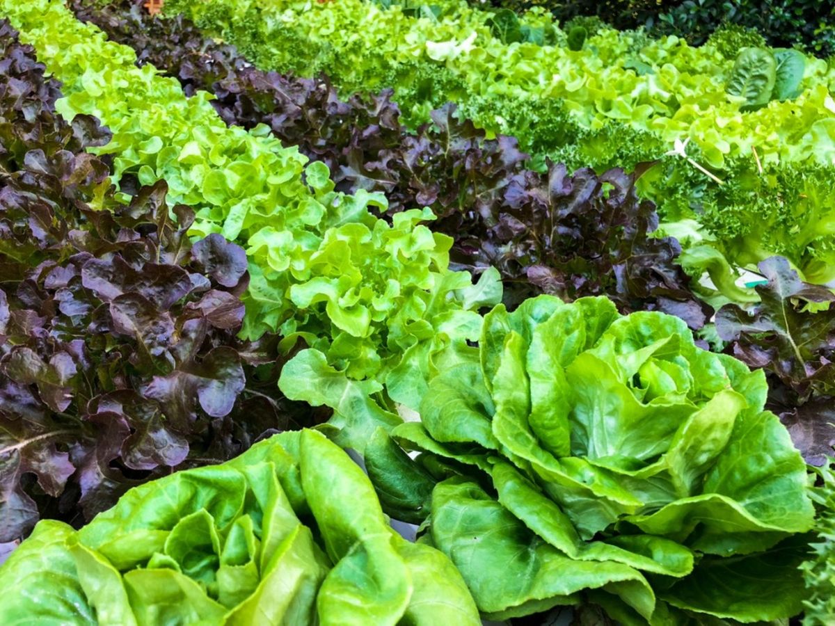 Growing Greens In The Garden What Are Greens And How To Grow Them Gardening Know How