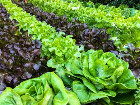 Rows Of Leafy Garden Greens