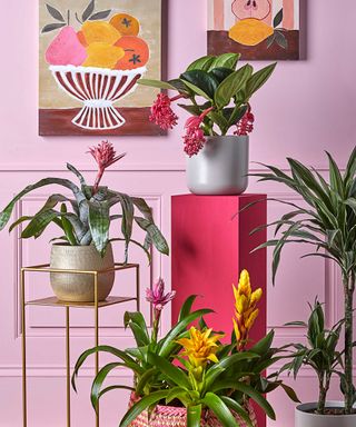 flowering houseplants with pink wall