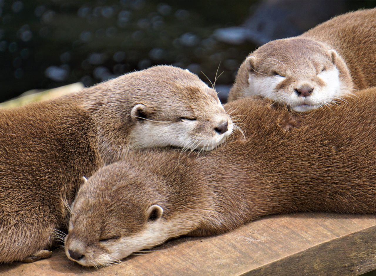 A family of otters bask in the sun near Torquay, Devon.