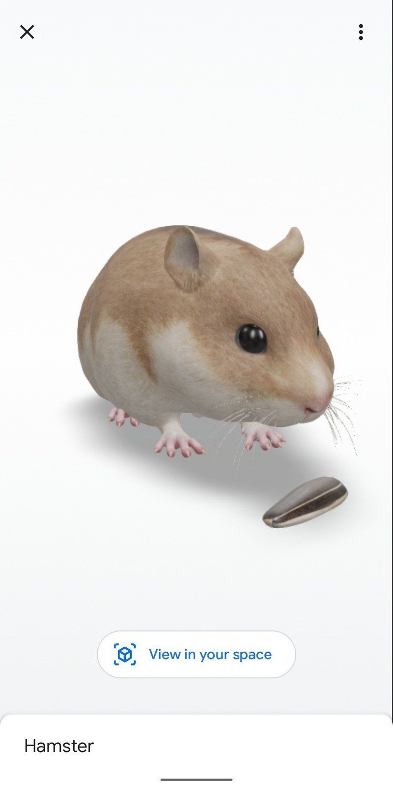 Hamster