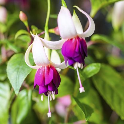 Fuchsia Plant