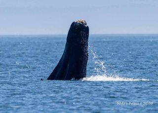 Severed humpback whale tail breaching.