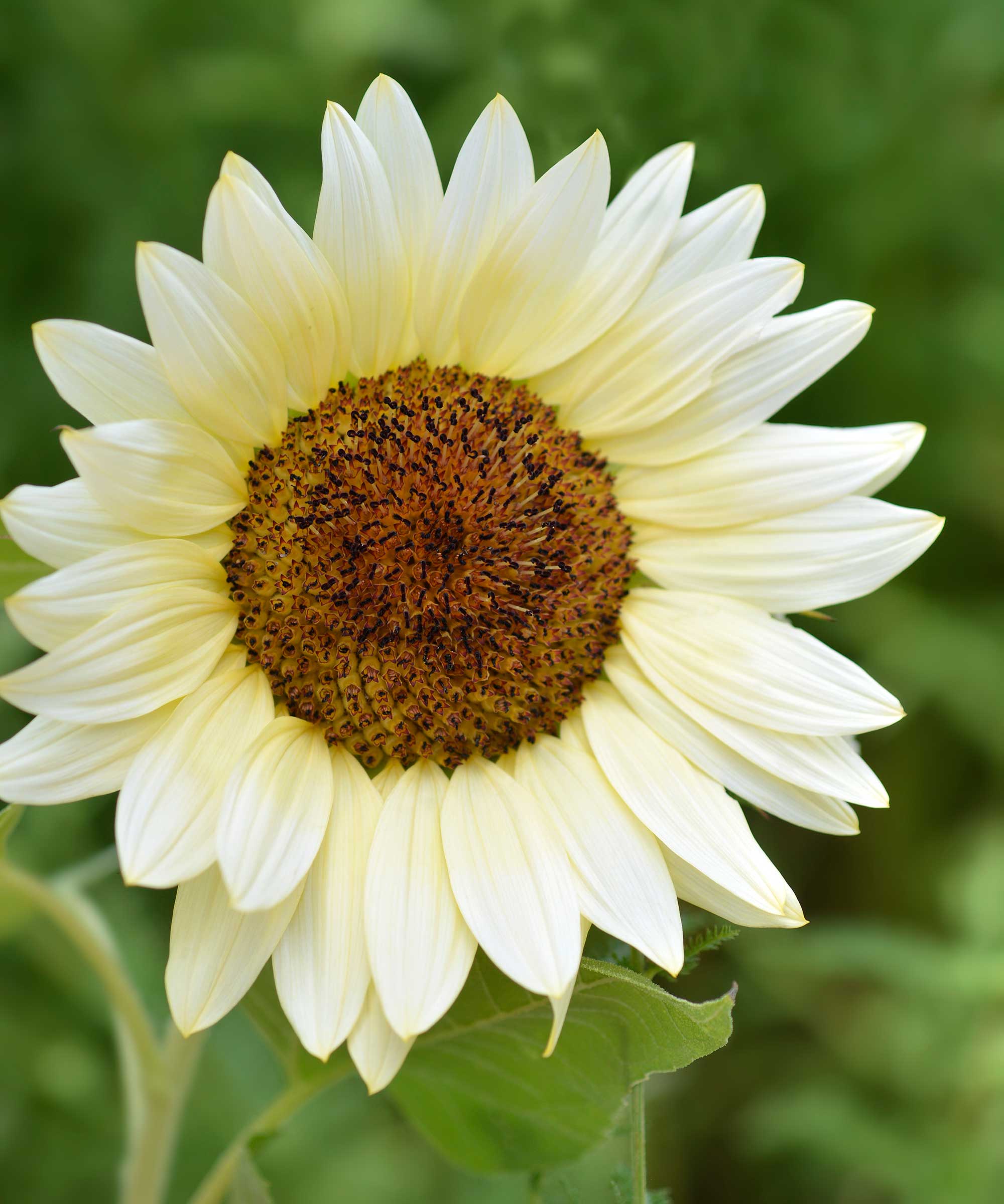 white nite sunflower
