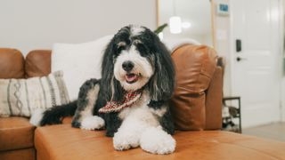 Bernedoodle relaxing on a couch