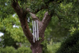 Wind chimes hanging from tree tops