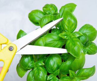 Yellow scissors held over a basil plant