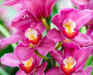 Pink Cymbidium orchid