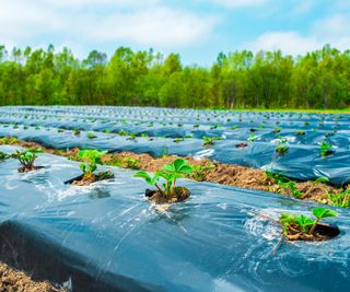 Black plastic sheeting around rows of strawberry plants