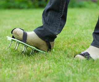 Gardener wearing spiked aeration shoes walking across a lawn to improve drainage