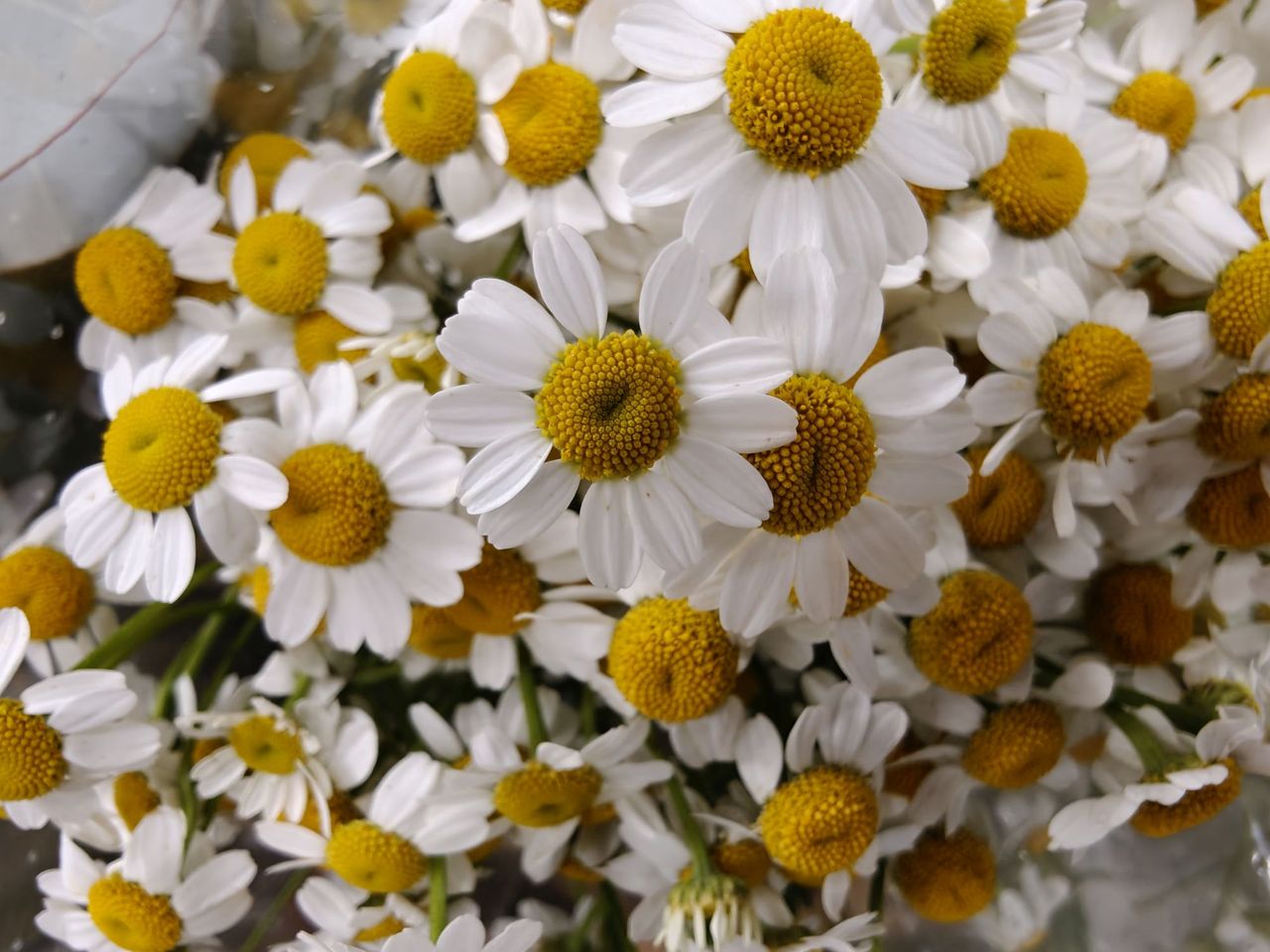 OnePlus 13 macro sample.