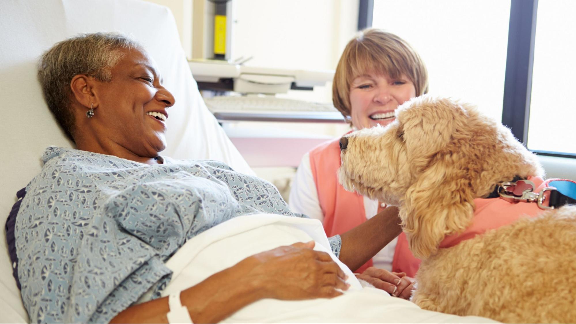 A woman laying in a hospital bed. She's petting a dog.