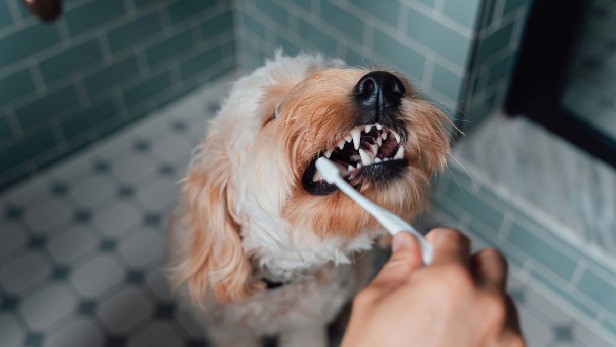 Close-up Shot Of Hand Brushing Teeth Of Dog In The Bathroom