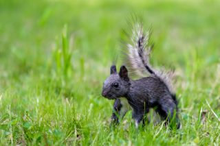 A black gray squirrel