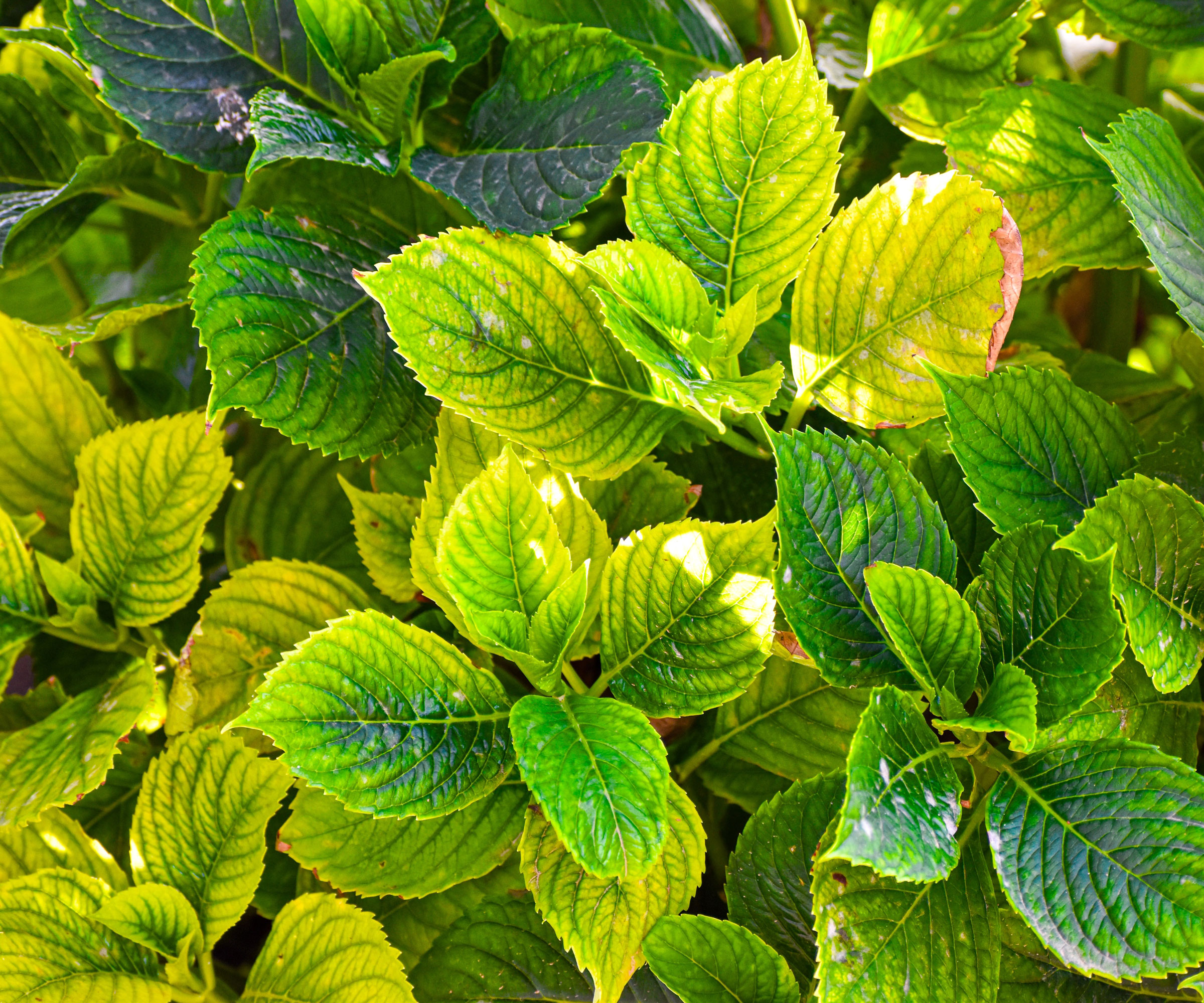 hydrangea bush showing yellowing leaves