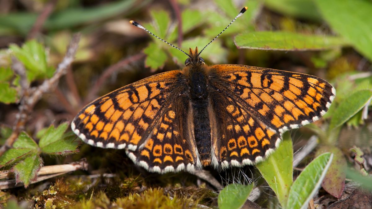 The Glanville fritillary butterfly, out of which the trio of stomach-bursting parasites emerge.