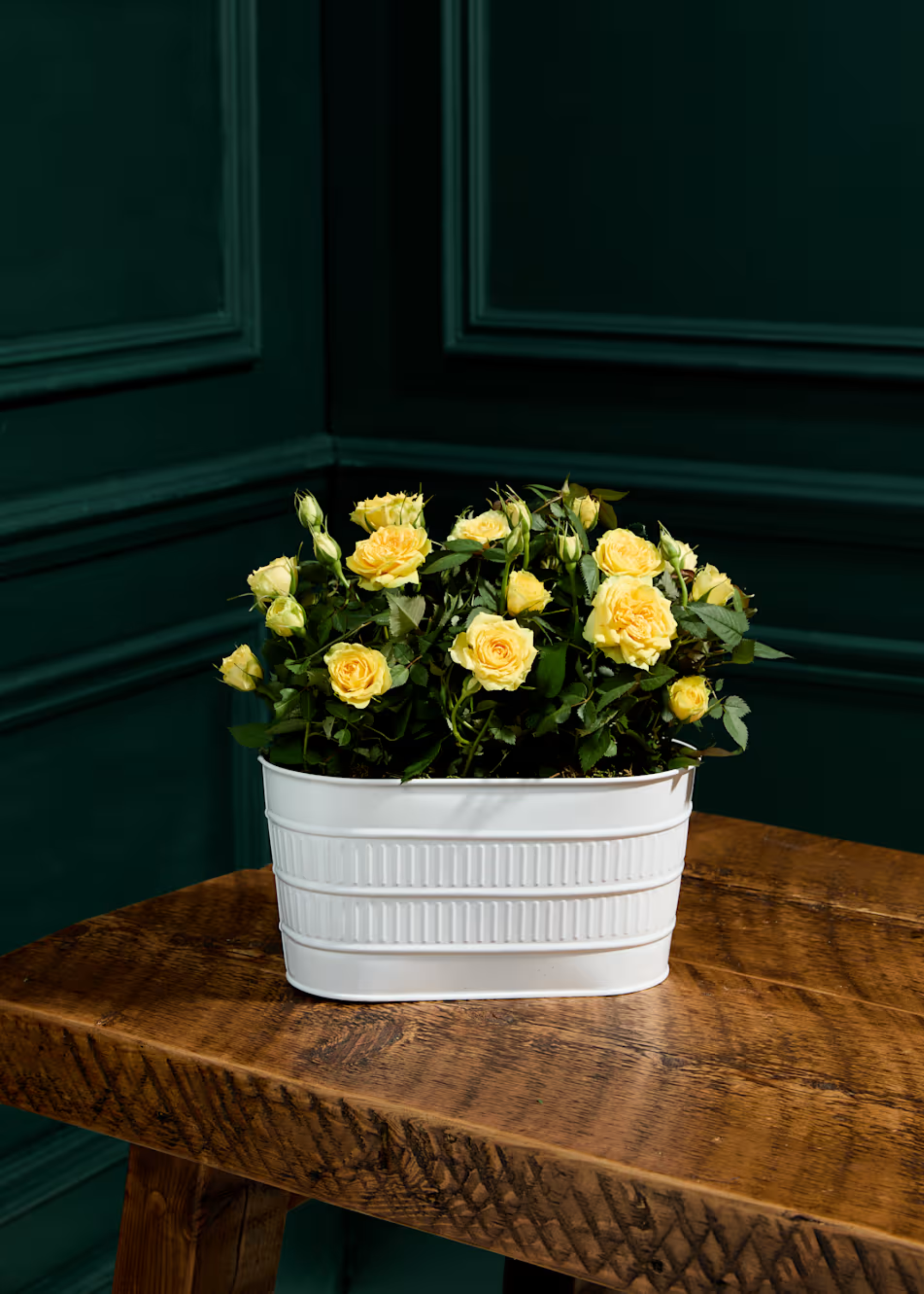 A white trough planter of yellow roses on a wood bench in a dark green room