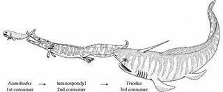 Scientists <a href="/animals/071127-fossil-food-chain.html">found a fossilized shark</a> that swallowed a crocodile-like amphibian that, in turn, had gobbled up a fish. It all happened roughly 290 million years ago, before the em