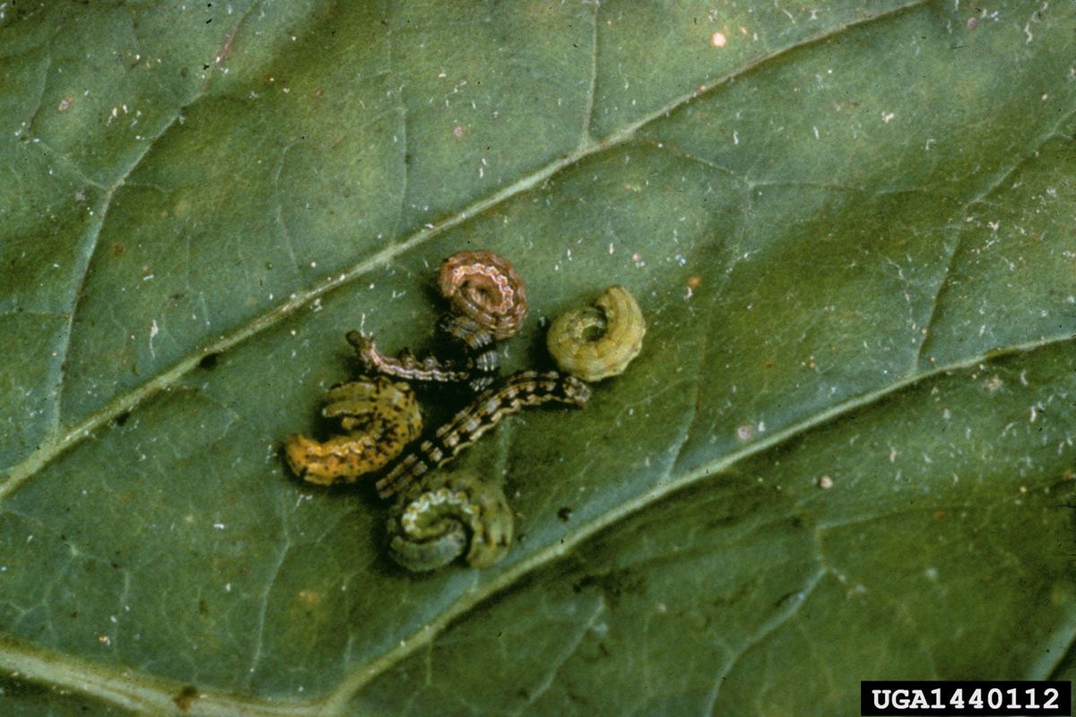 ゼラニウムの植物につく虫：ゼラニウムにつくタバコガの駆除