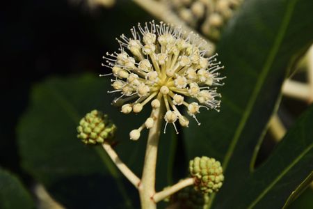 Fatsia Seeds