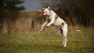 American Bulldog