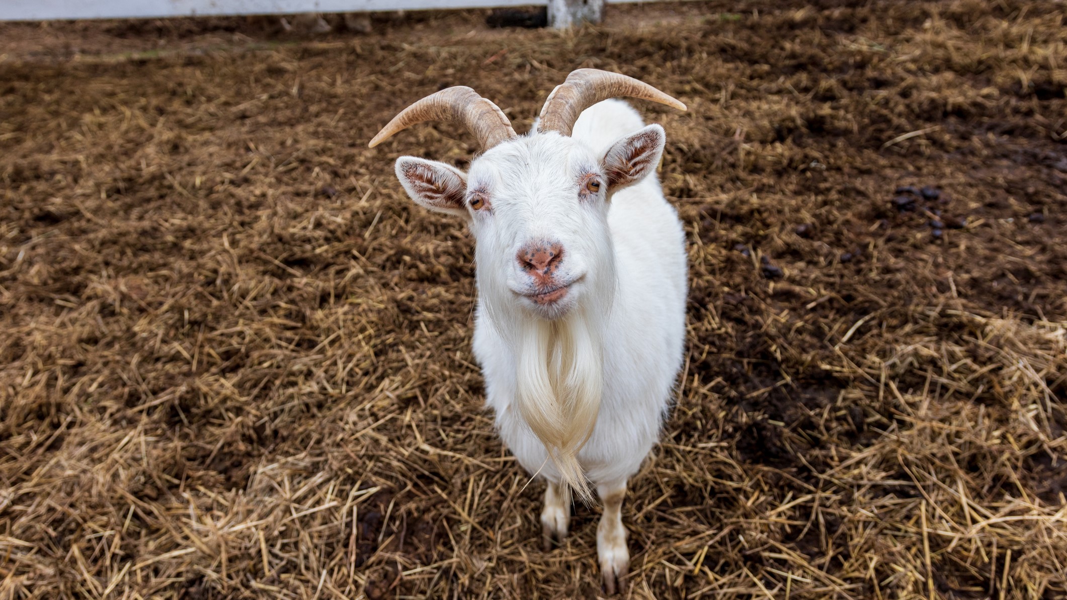 A goat standing in a pen looks up at the camera.