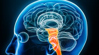 An illustration of the human brain in blue against a black background. The brainstem is highlighted in orange.