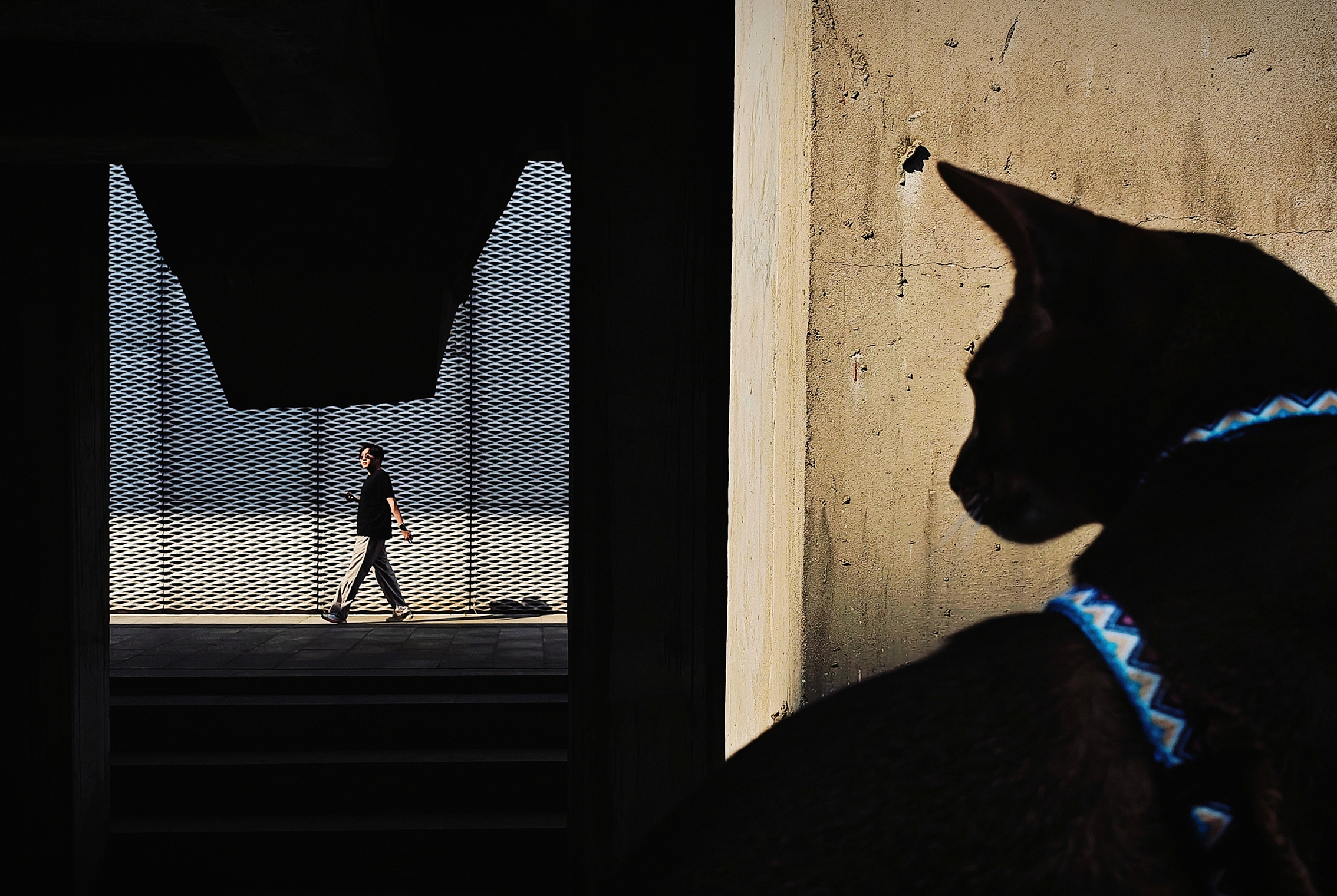 A black cat with a blue collar observes a person walking behind a metal mesh fence