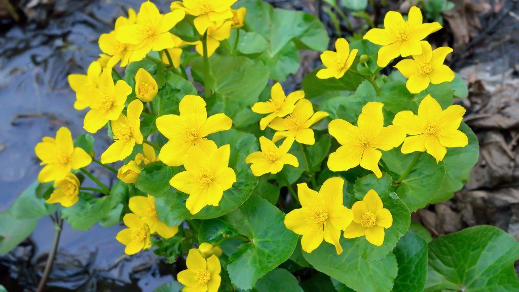 Yellow marsh marigold flowers