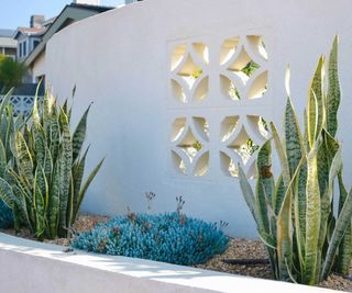 front yard wall with snake plants