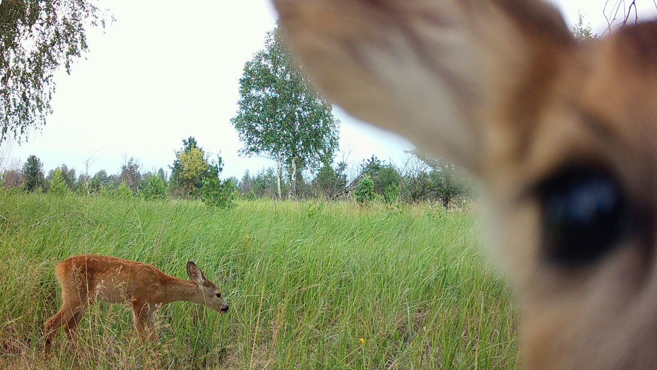 A deer looks into the camera as one bends down in the grass behind it.