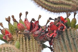 Fruits of the Sonoran Desert