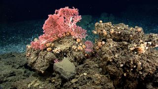 Cup corals and bubblegum corals live on rock near the edge of the mussel bed.