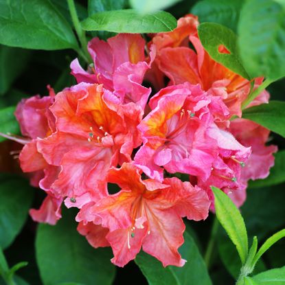 Bright pink and orange swirled azalea flowers