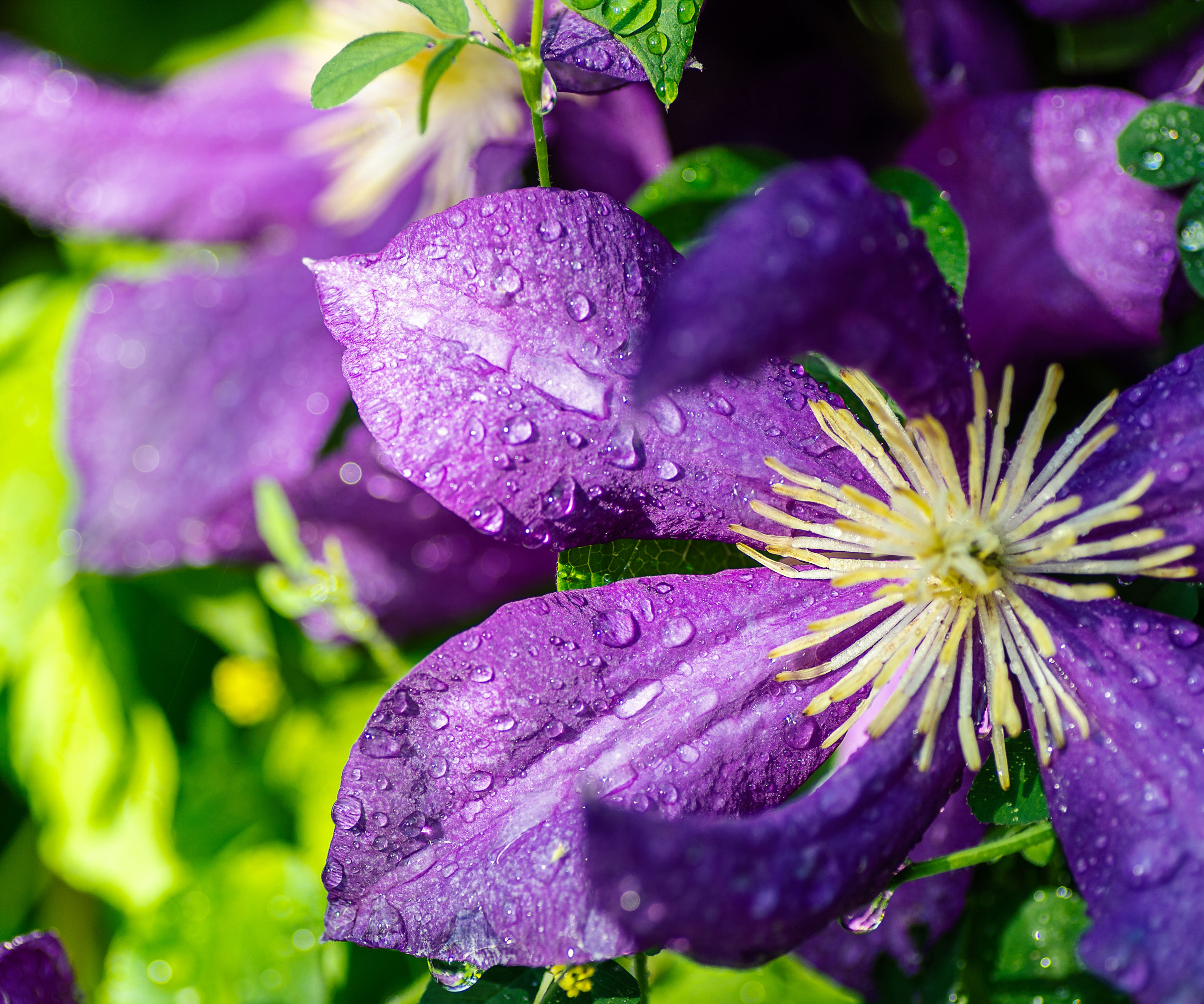 Clematis Jackmanii with deep purple flower covered in water droplets
