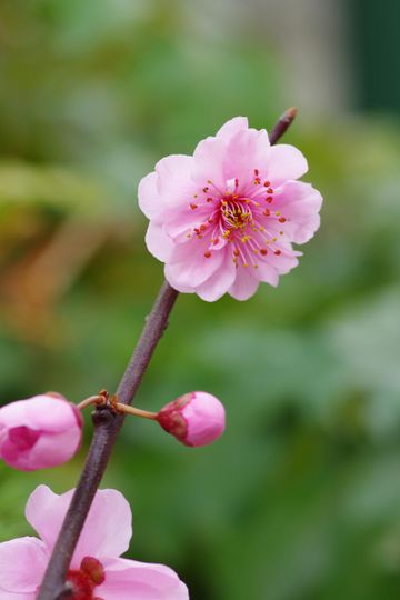 When to plant plum trees for a bumper fruit crop