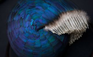 Round structure constructed from blue mallard feathers
