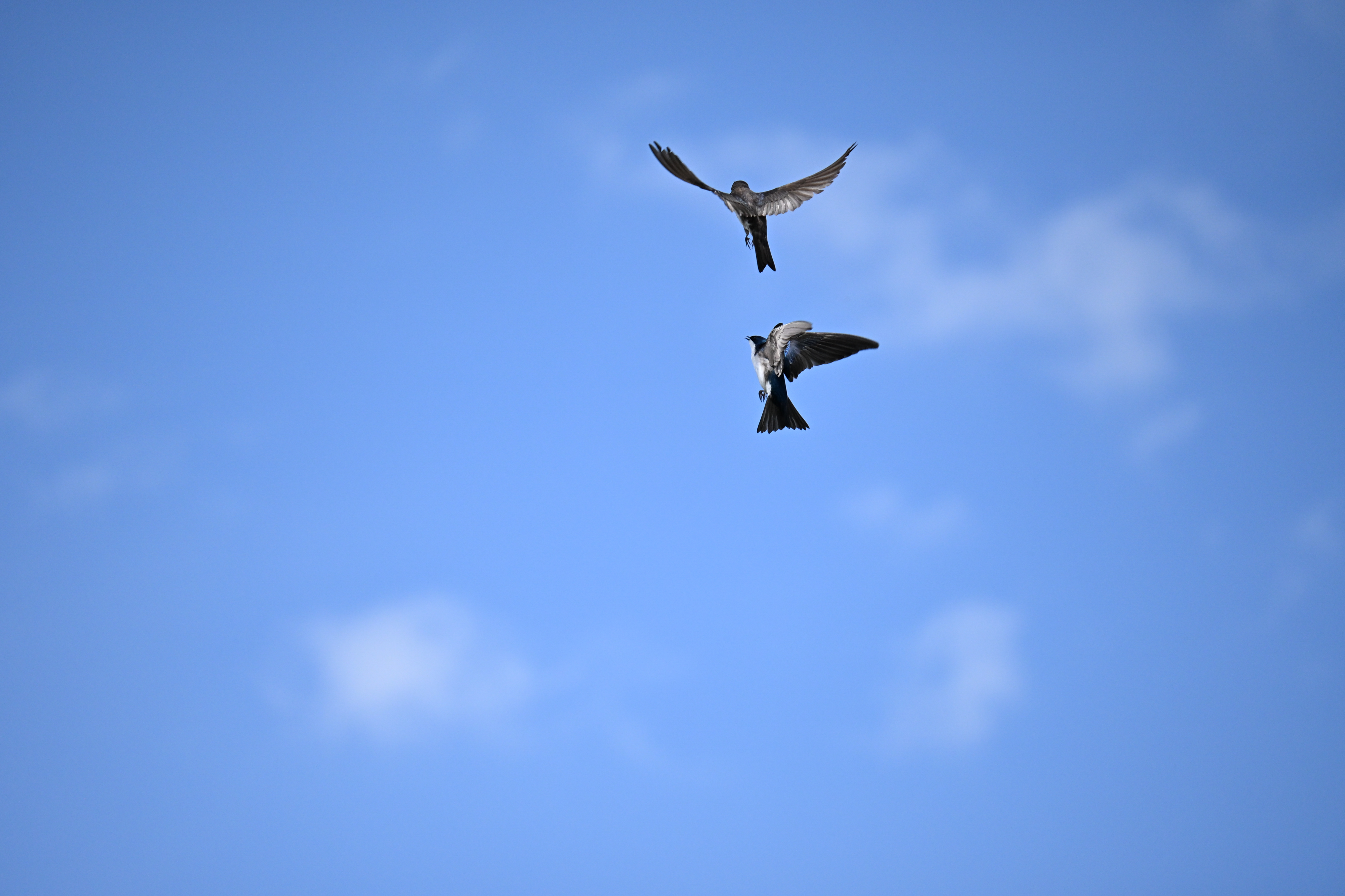 Two tree swallows swoop at each other in midair against a blue sky