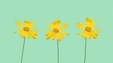 Three yellow flowers against a green background.