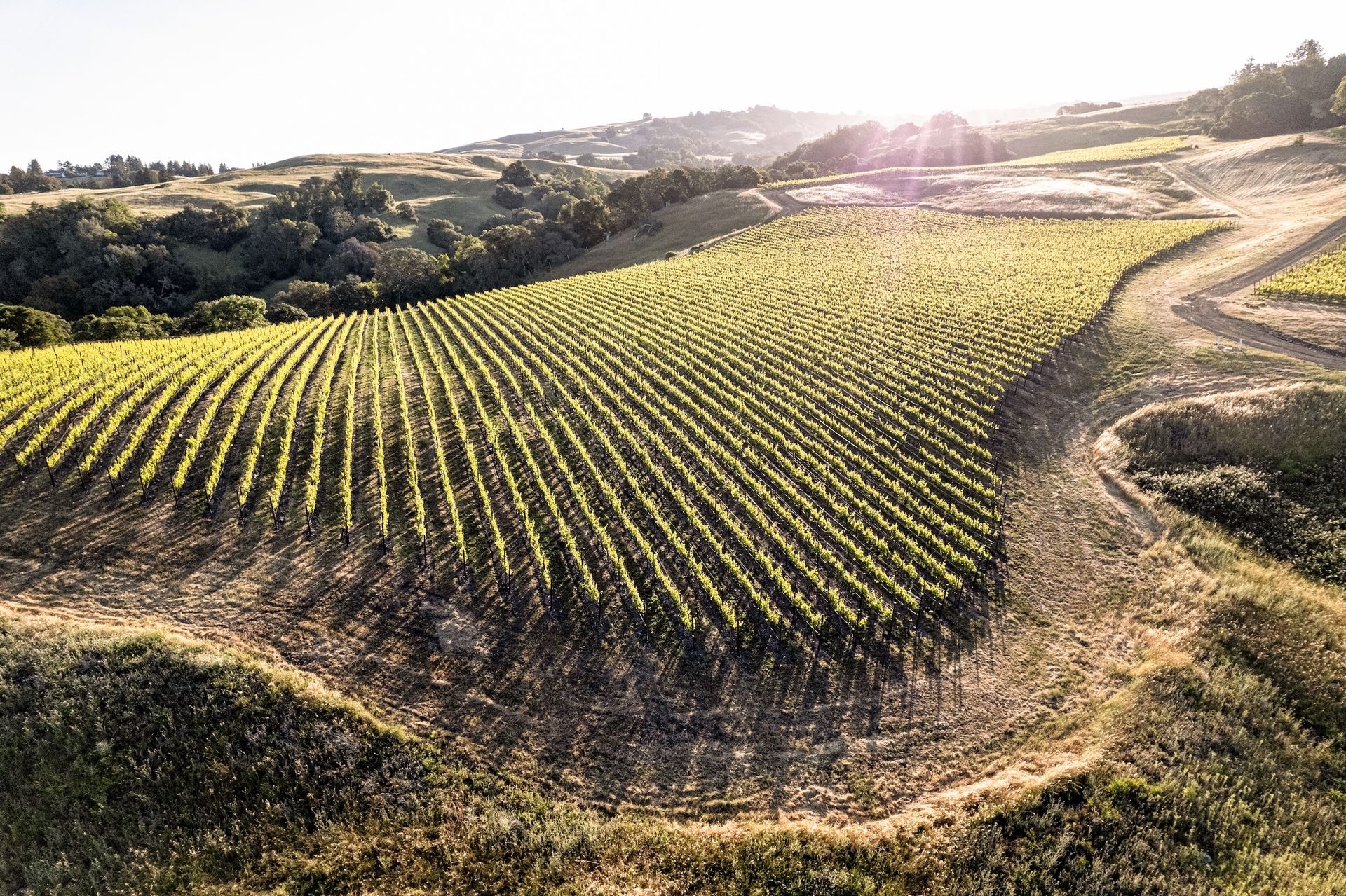 An aerial view of the sloped, curving, hilltop Gap's Crown Vineyard in Sonoma County.