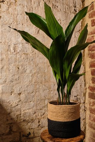 Aspidistra houseplant from Forest