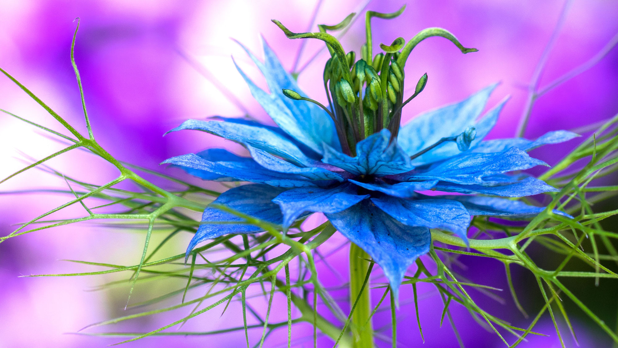 nigella love in a mist showing deep blue flower against purple background