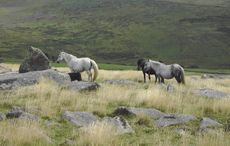 Wild_Ponies.jpg