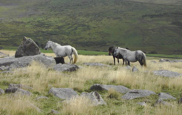 Wild_Ponies.jpg