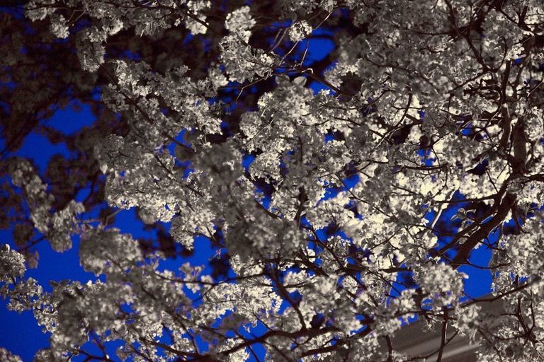 Spring Snow Crabapple Information - Tips On Growing Spring Snow ...