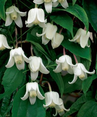 Best-winter-flowers-to-plant-Winter-Clematis