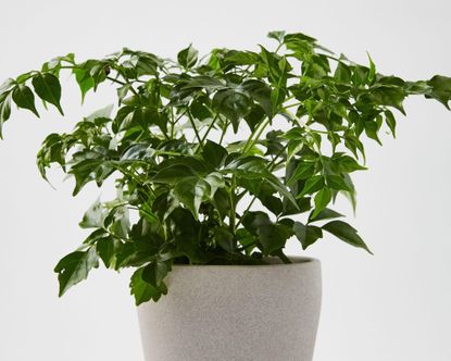 China doll house plant in a grey pot