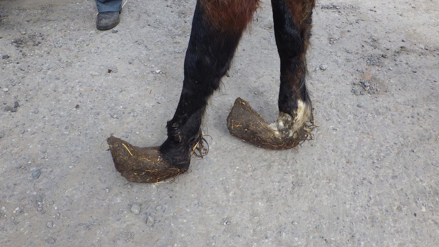 rspca-case1-1.jpeg