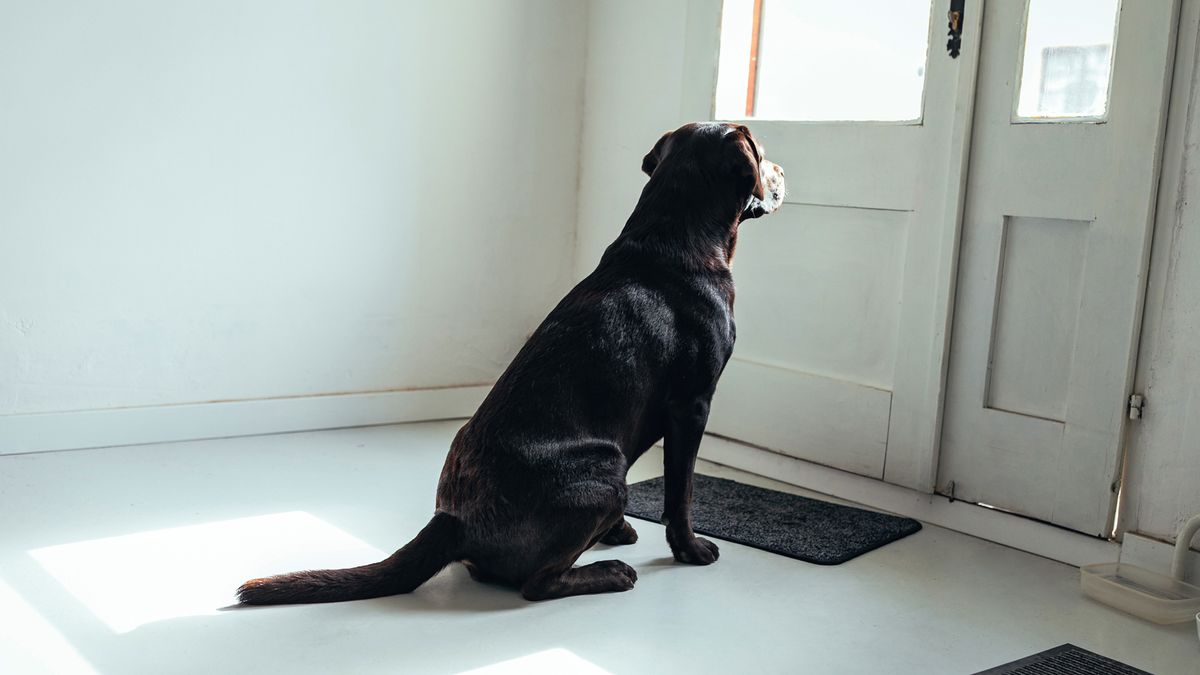 Here’s how one dog trainer prevents barking when the doorbell goes - it’s a game-changing solution!