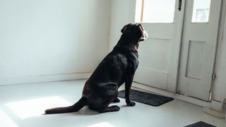 Dog waiting by a door